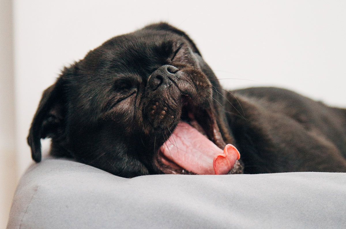 Nutrition, lifestyle and behaviour for a good night’s sleep