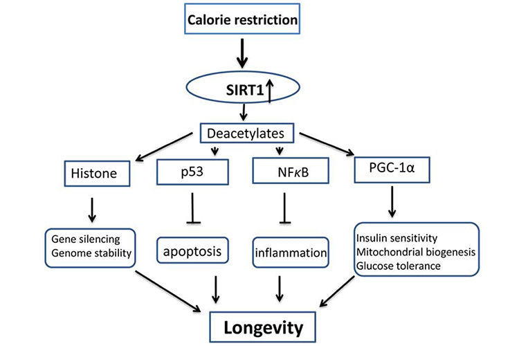 Metabolic Syndrome Affects 25% of the USA population. Do you feel tired after meals?
