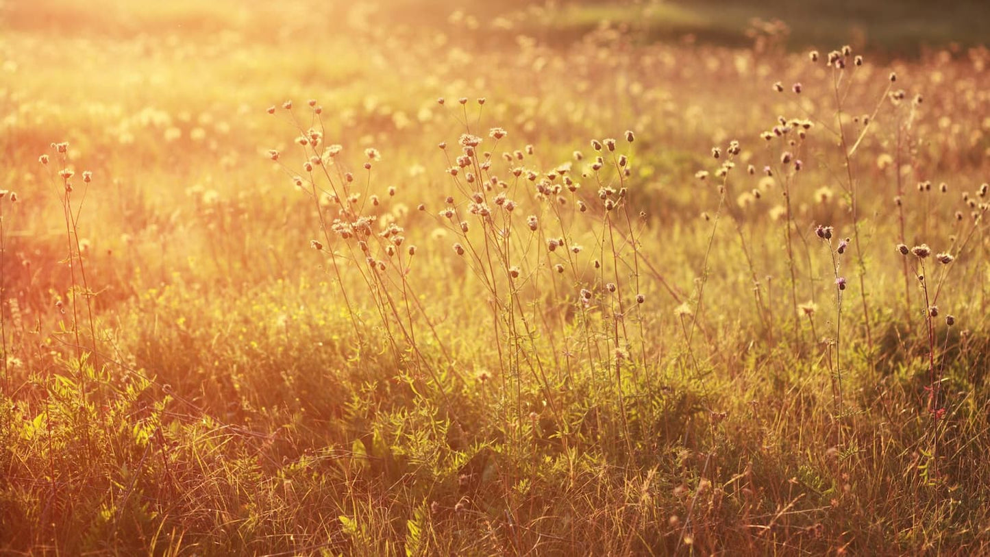 Late Summer Reflections: Building Strong Foundations for a New Season