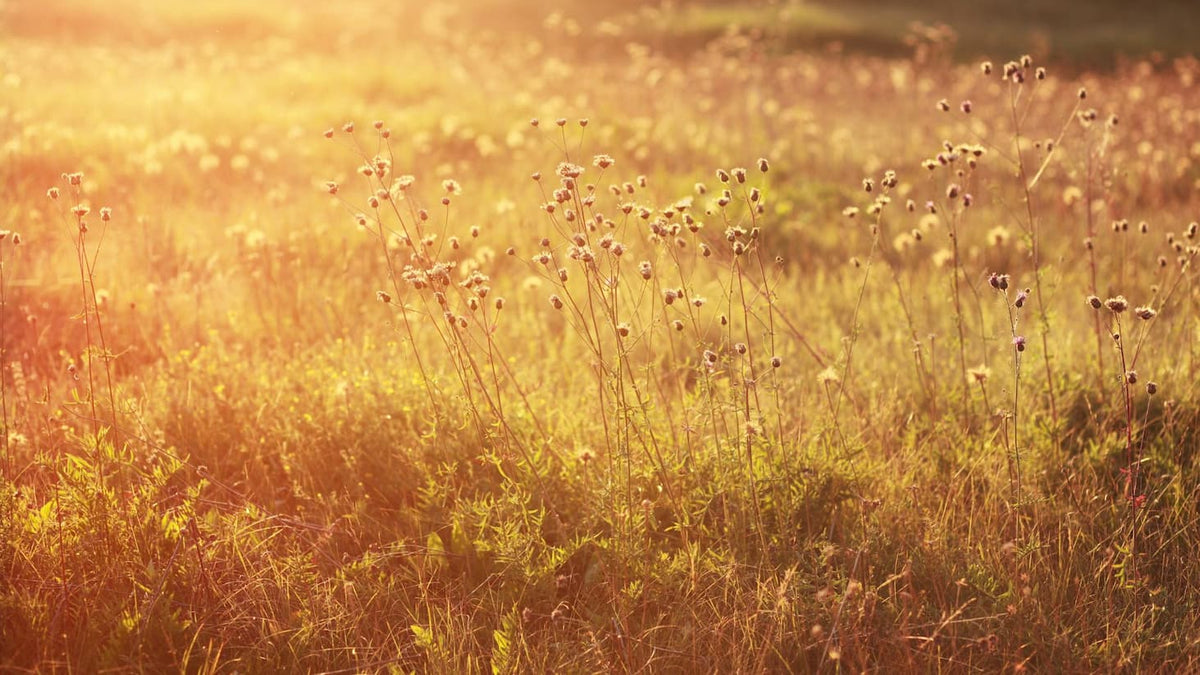 Late Summer Reflections: Building Strong Foundations for a New Season