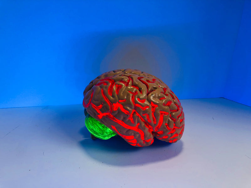 Central Nervous System Brain & Neuroplasticity