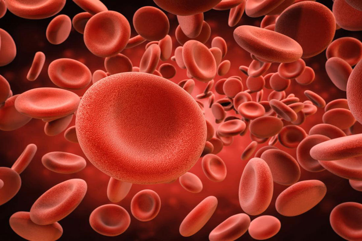 Injury and Blood Protocols - Blog 4